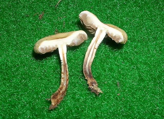 Agrocybe sororia s.l.